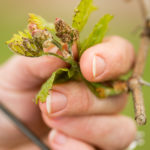 hand holding a grapevine