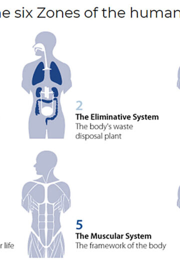 Diagram of 6 Zones of the human body