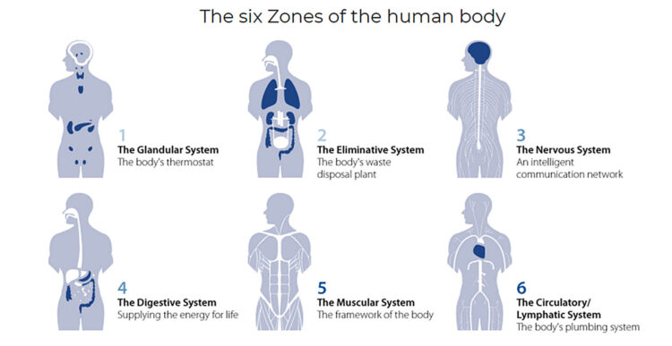 Diagram of 6 Zones of the human body