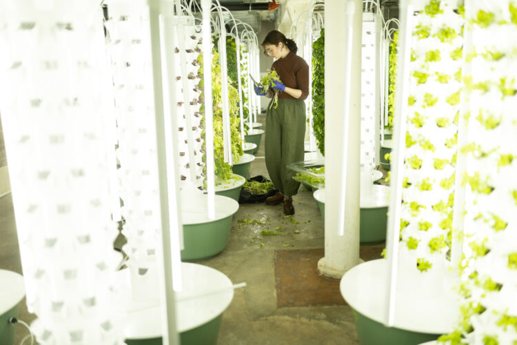 aqua pods growing greens